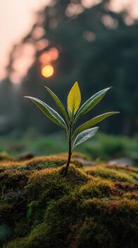 The True Impact of Switching to Solar Energy